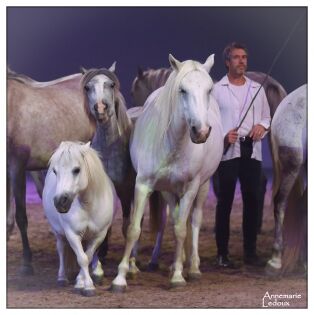 Bestof novembre 2017 Jean-François Pignon à la Nuit des Créations d'Equestria, Tarbes - 2017