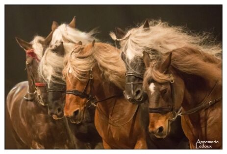 Bestof décembre 2017 JEHOL  présentant CAVALE, au salon du cheval d'Angers - 2017