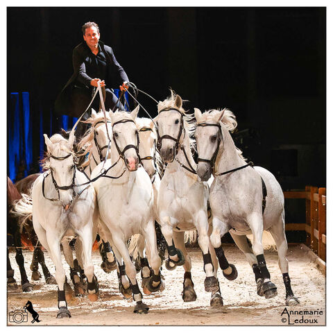 Best Of novembre 2023 Lorenzo au Salon du cheval d'Angers 2023